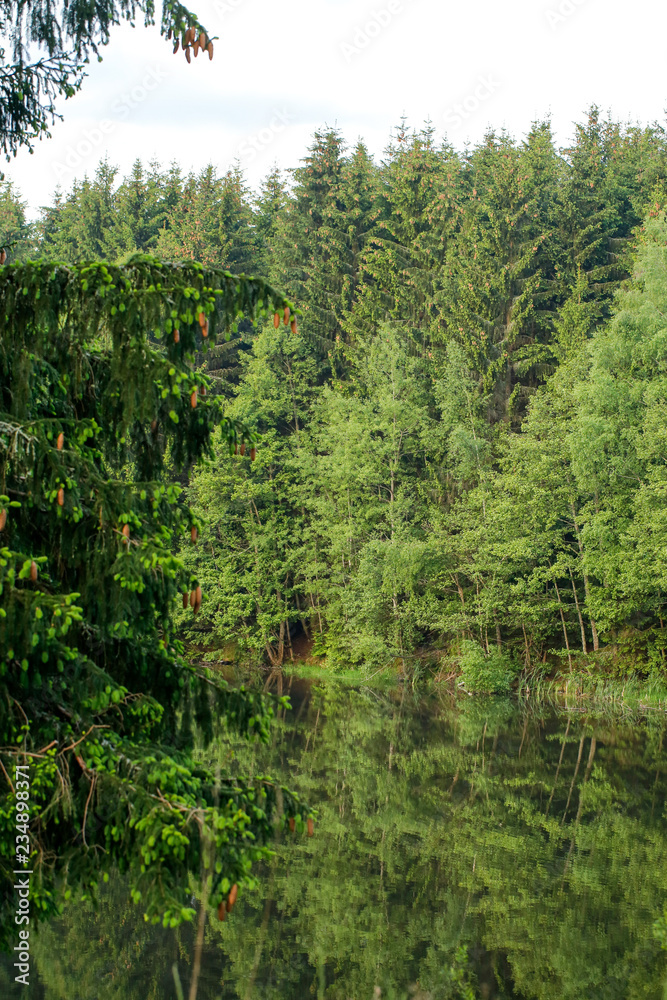 Beautiful view with firs and lake Beautiful view with firs and lake