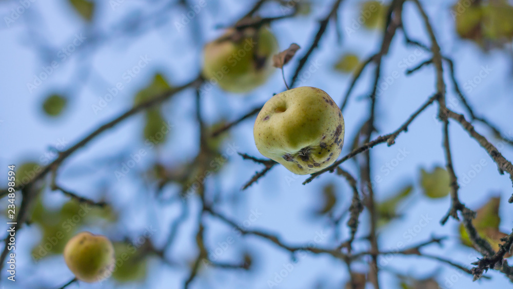 Äpfel am Winterbaum
