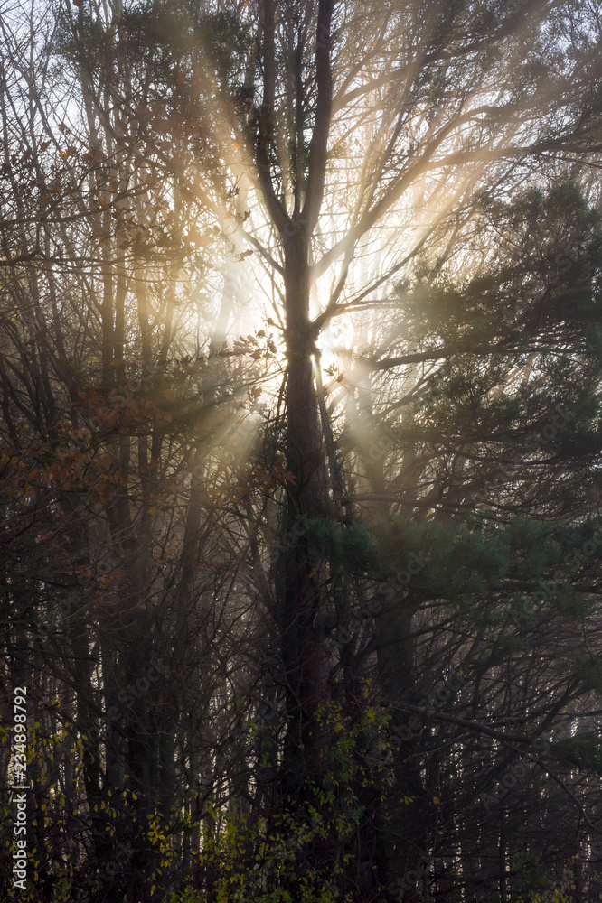 Sonnenstrahlen im Winterwald