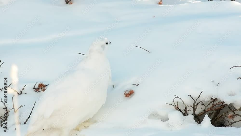A White-tailed Ptarmigan in White Winter Plumage A White-tailed Ptarmigan in White Winter Plumage
