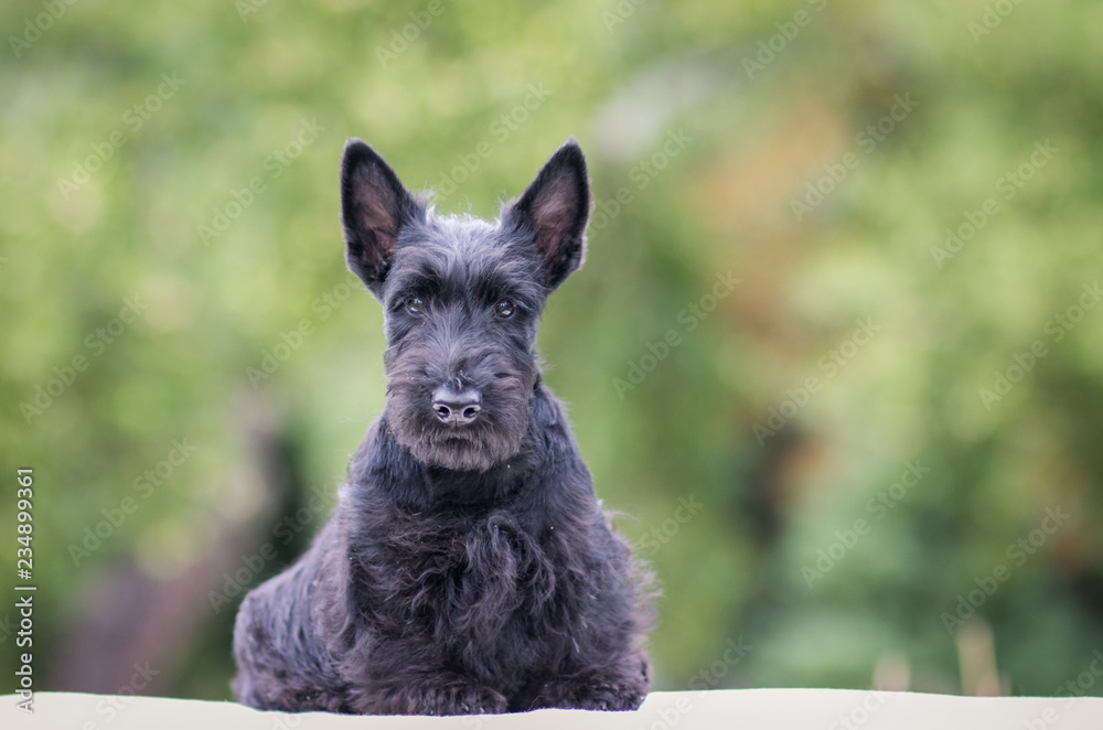 Black scottish terrier puppy posing outside at summer. Young and cute terrier baby. - obrazy, fototapety, plakaty 