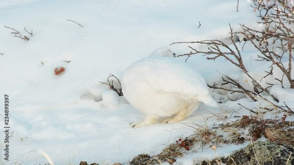 A White-tailed Ptarmigan in White Winter Plumage A White-tailed Ptarmigan in White Winter Plumage