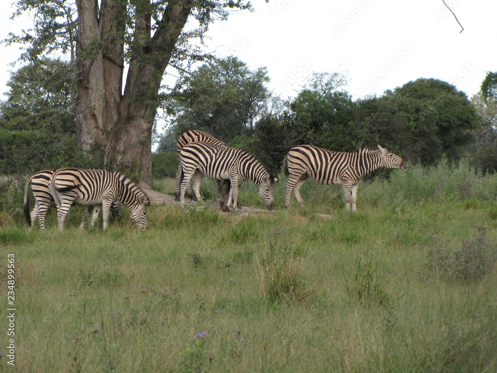 Fototapeta premium Afrika Tiere Natur
