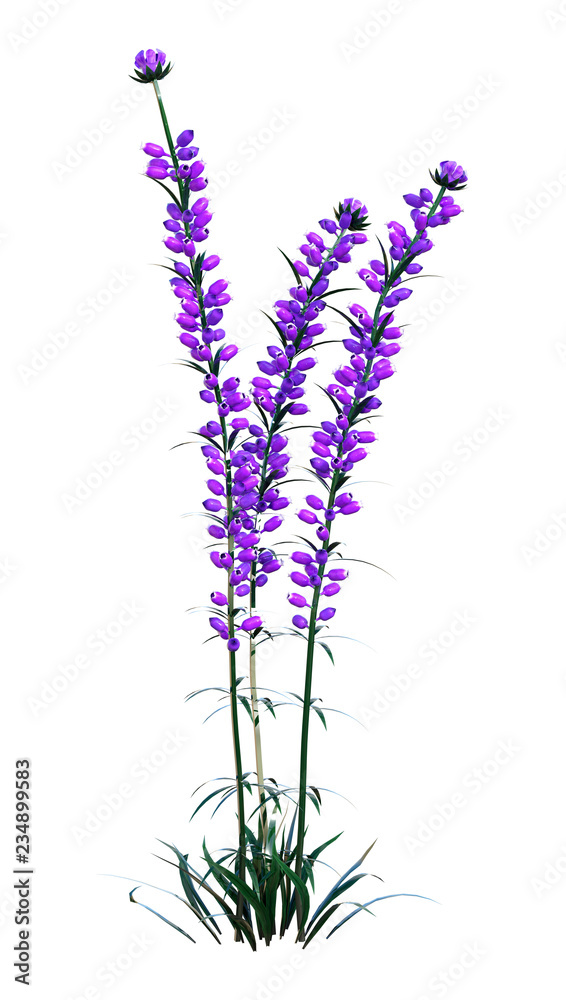 Naklejka premium 3D Rendering Lavender Flowers on White