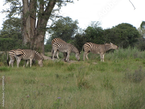 Afrika Tiere Natur