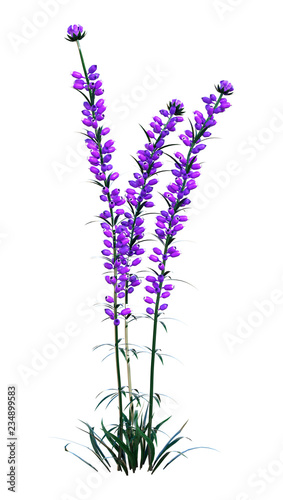 3D Rendering Lavender Flowers on White