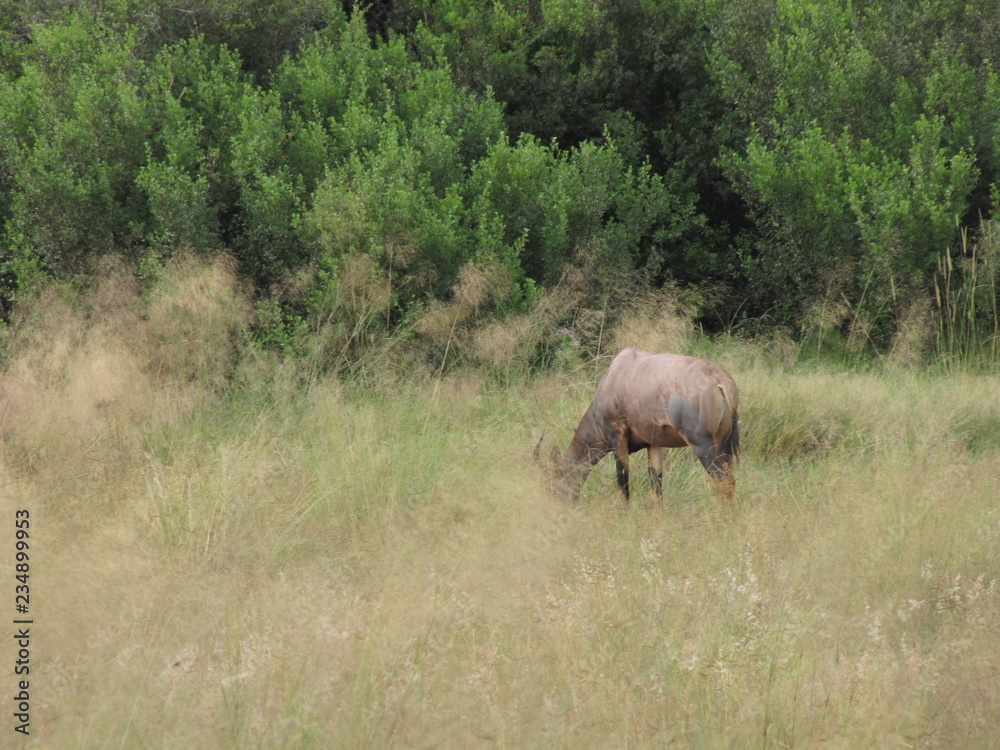 Afrika Tiere Natur Afrika Tiere Natur