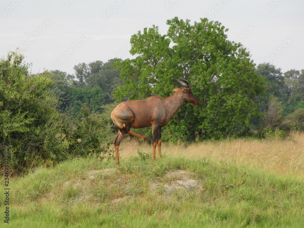 Fototapeta premium Afrika Tiere Natur