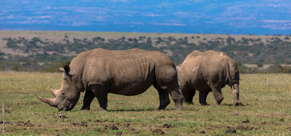 Fototapeta premium Rhino Sanctuary, Park Narodowy Nakuru, Kenia