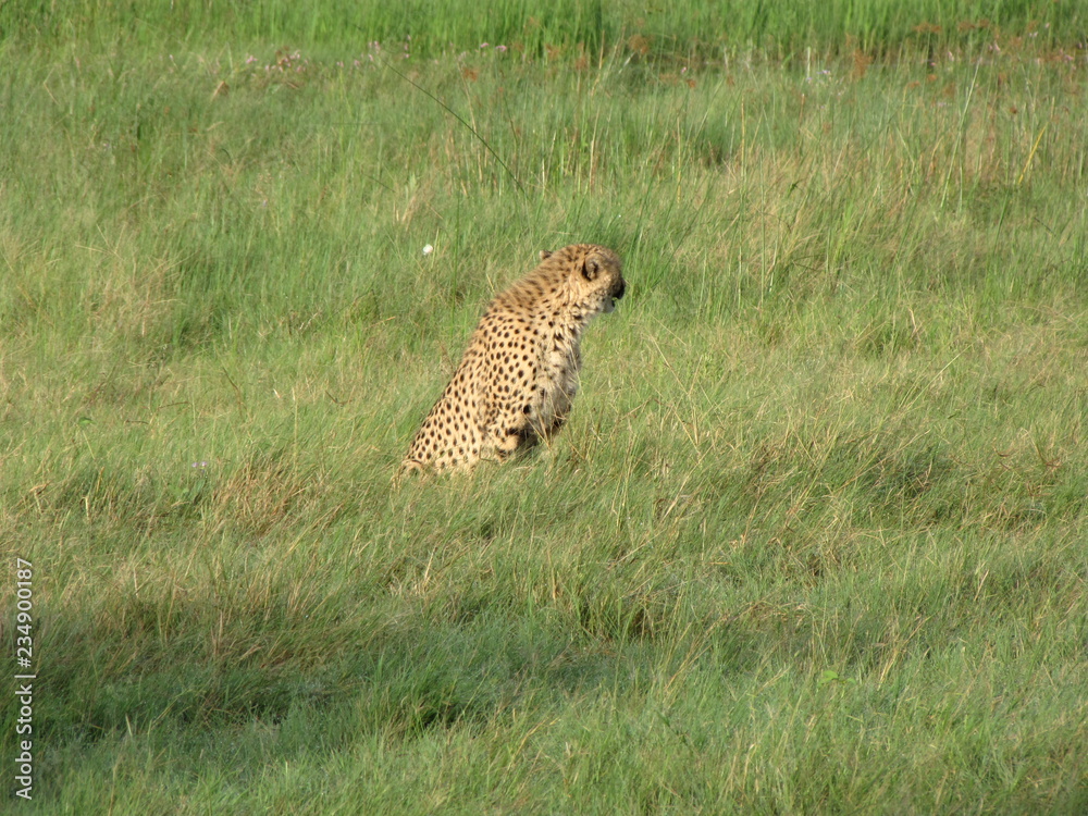 Naklejka premium Afrika Tiere Natur