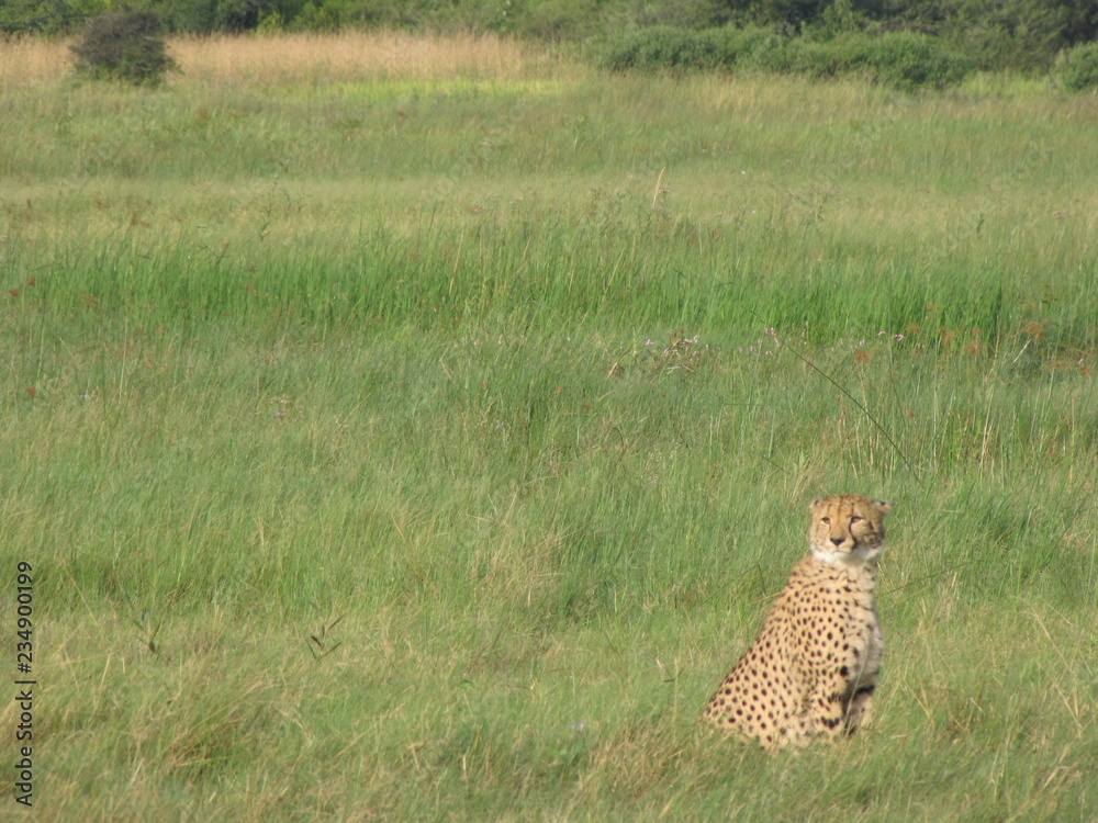 Naklejka premium Afrika Tiere Natur