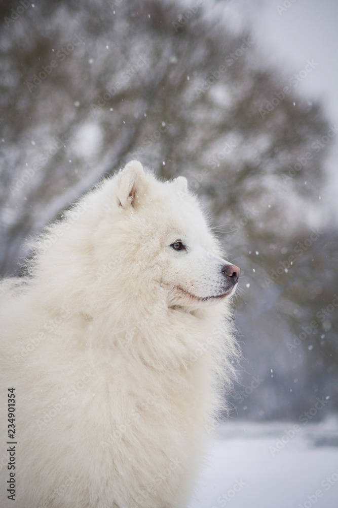 Samoyed dog in the snow outside. Samoyed dog in the snow outside.