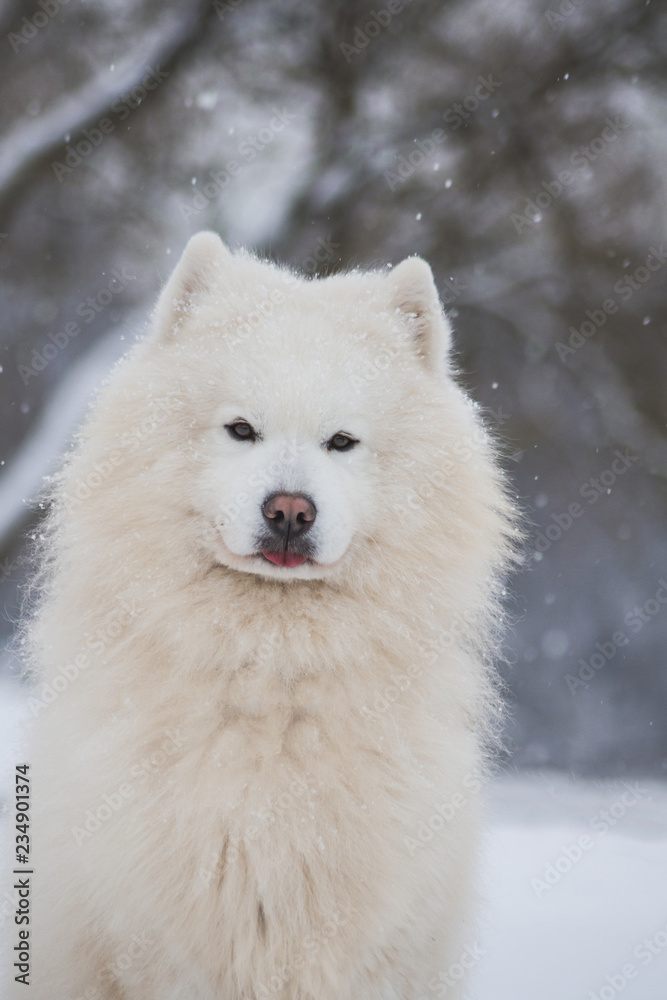 Fototapeta premium Samoyed dog in the snow outside. 
