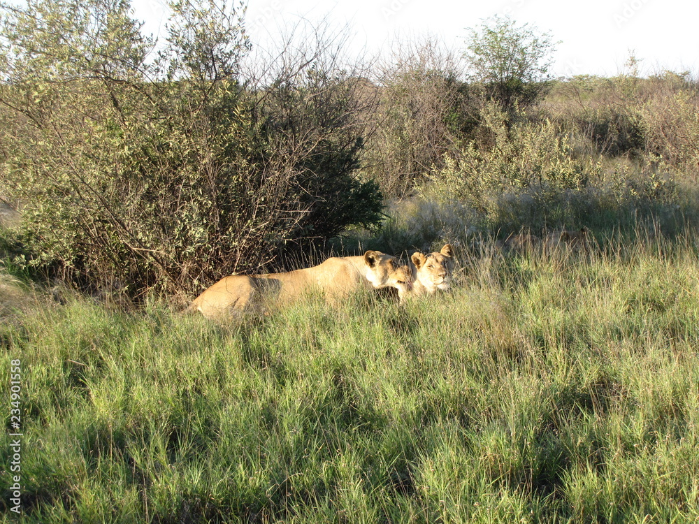 Afrika Tiere Natur Afrika Tiere Natur