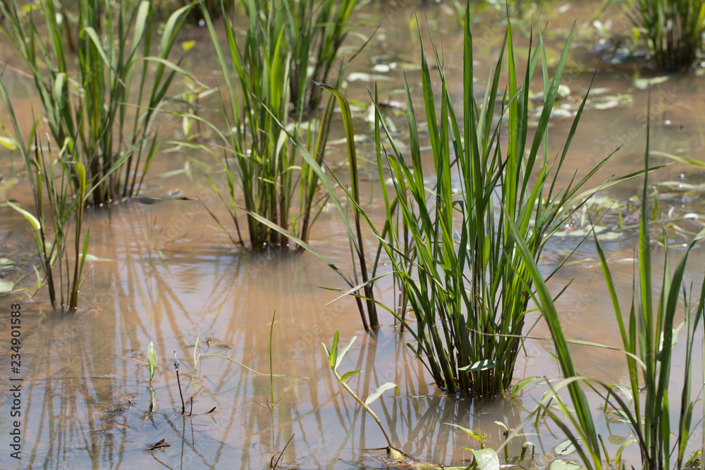 Rice plantation, paddy field Agriculture Rice plantation, paddy field Agriculture