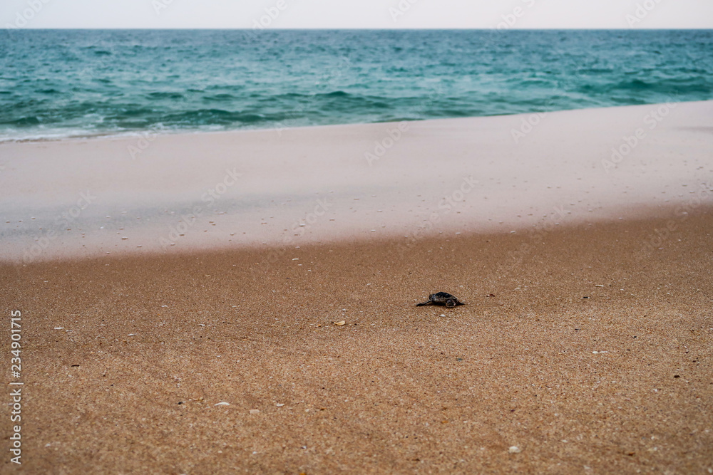 Newborn baby sea turtle close to the ocean, Sri Lanka Newborn baby sea turtle close to the ocean, Sri Lanka