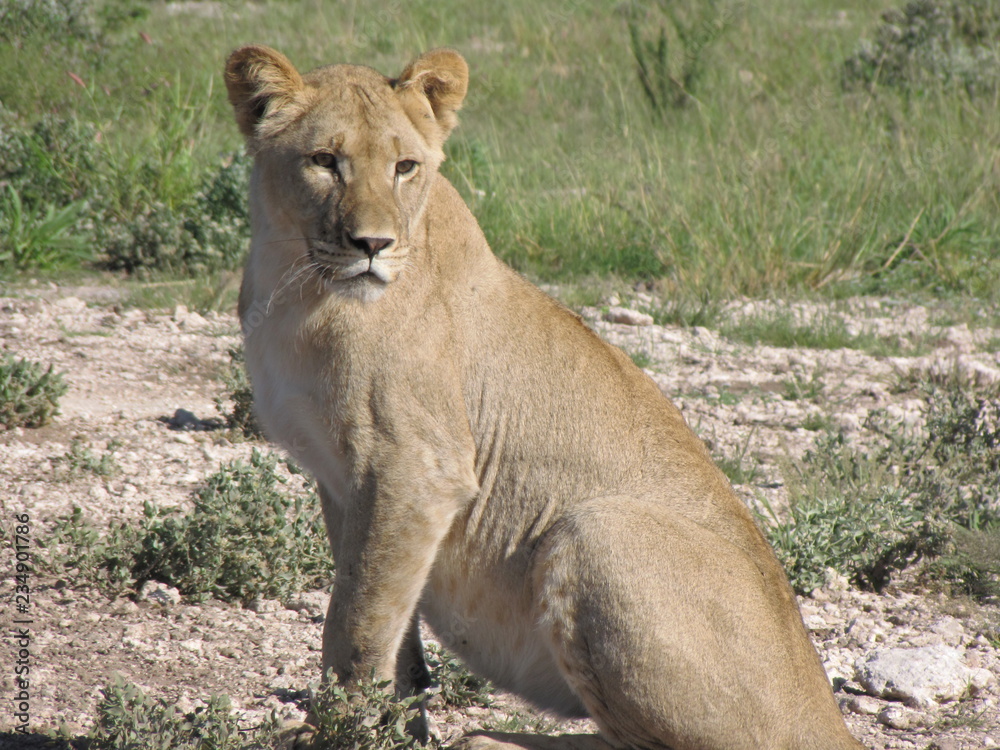 Afrika Tiere Natur Afrika Tiere Natur