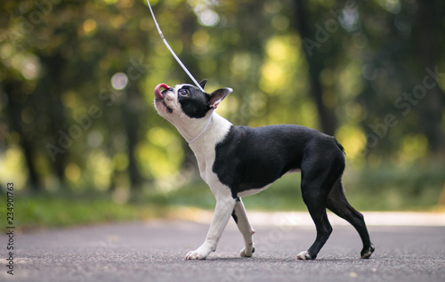 Boston terrier dog posing in city center park. Young boston terrier photo