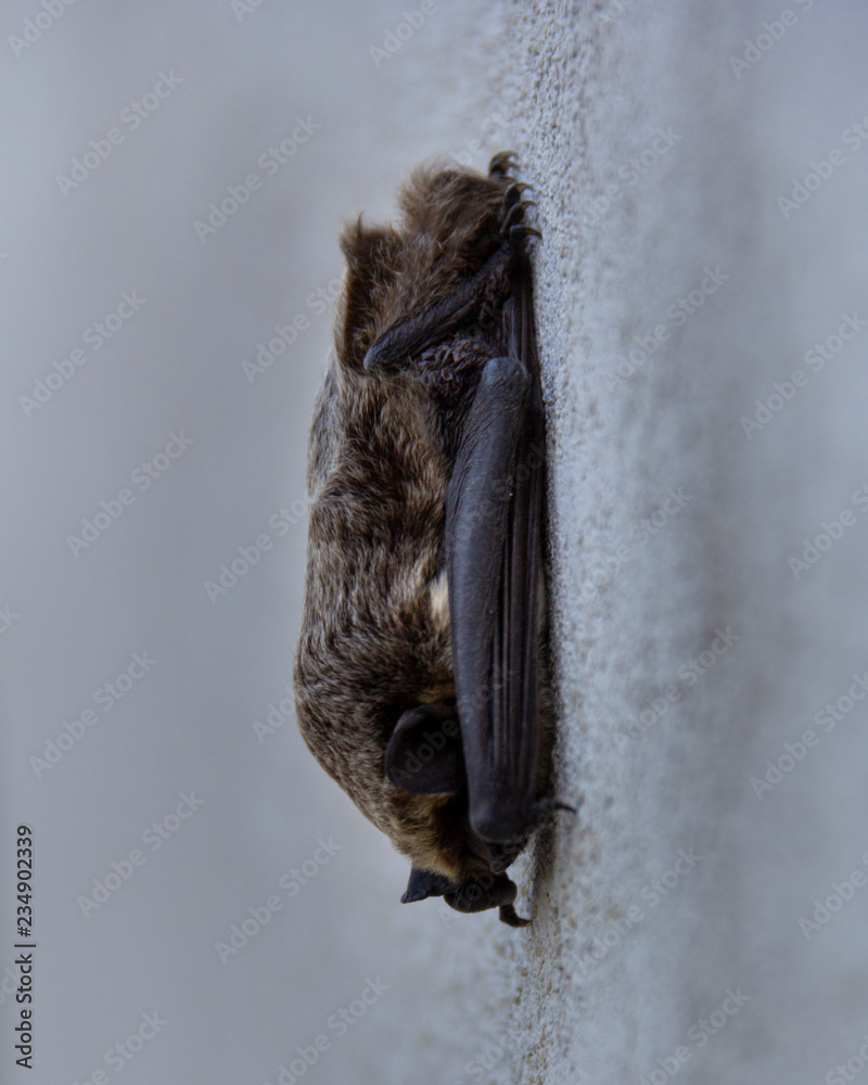 Bat hanging from a wall Stock Photo | Adobe Stock