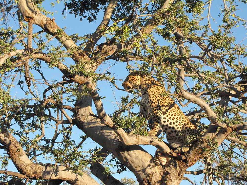 Obraz premium Afrika Tiere Natur