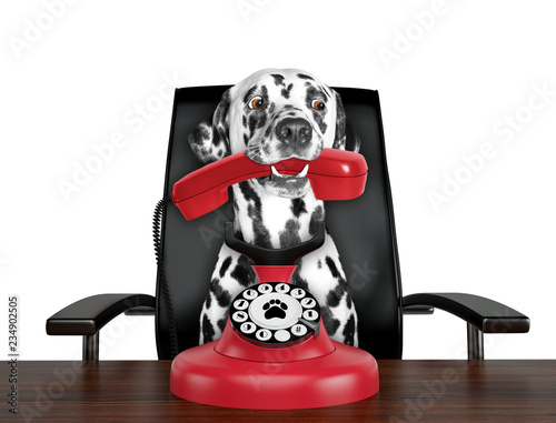 Dalmatian dog is talking by red old dial telephone. Isolated on white © helga1981