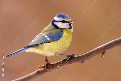 Single Blue tit bird on a tree branch during a spring nesting period