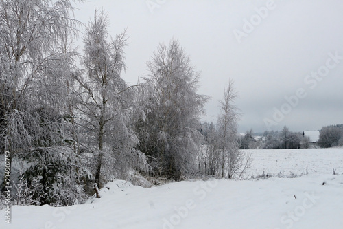Beautiful winter landscape with snow-covered trees and fog. © Viaceslav