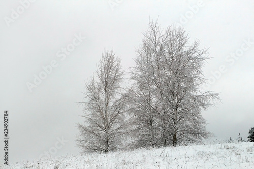 Beautiful winter landscape with snow-covered trees and fog.