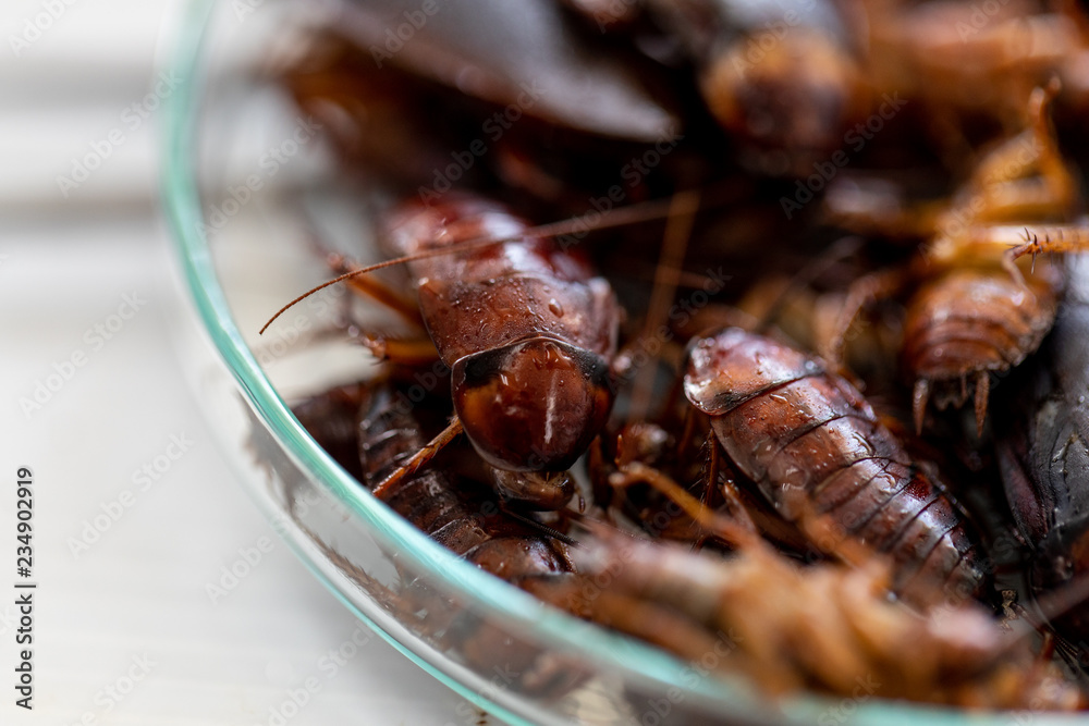 Close-up cockroach for study finding parasites in laboratory. Close-up cockroach for study finding parasites in laboratory.