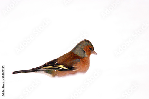 Single male Chaffinch bird on a snowy ground during a winter period