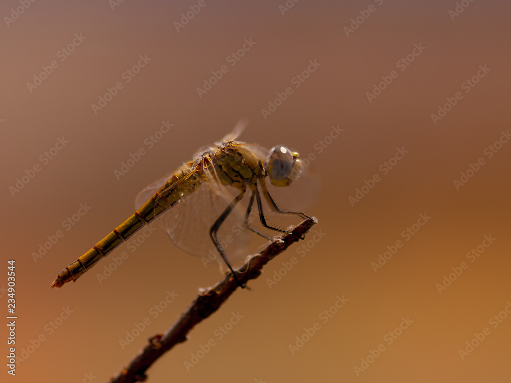 A brown dragonfly on a branch with orange background A brown dragonfly on a branch with orange background