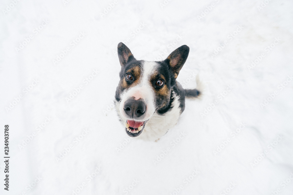 Portrait from above of kind human`s friend - faithful dog looking up at owner with funny smiling muzzle and ready to play. Cute puppy showing tongue and waiting for food. Happy pet in snow outdoor. Portrait from above of kind human`s friend - faithful dog looking up at owner with funny smiling muzzle and ready to play. Cute puppy showing tongue and waiting for food. Happy pet in snow outdoor.