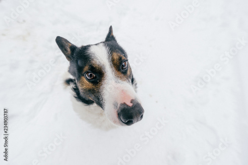 Portrait from above of kind human`s friend - faithful dog looking up at owner with funny smiling muzzle and ready to play. Cute puppy showing tongue and waiting for food. Happy pet in snow outdoor. © benevolente