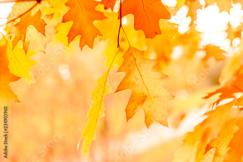 Yellow oak leaves against the sun  change of season