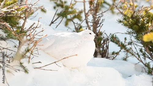 A White-tailed Ptarmigan in White Winter Plumage