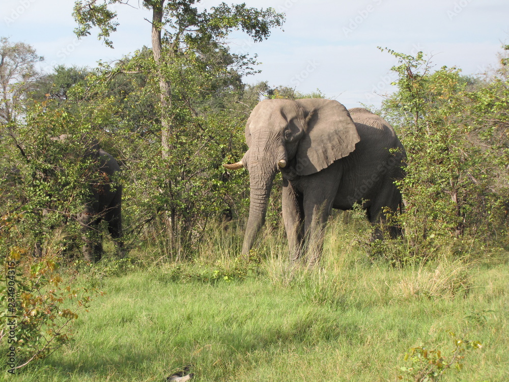 Obraz premium Afrika Tiere Natur