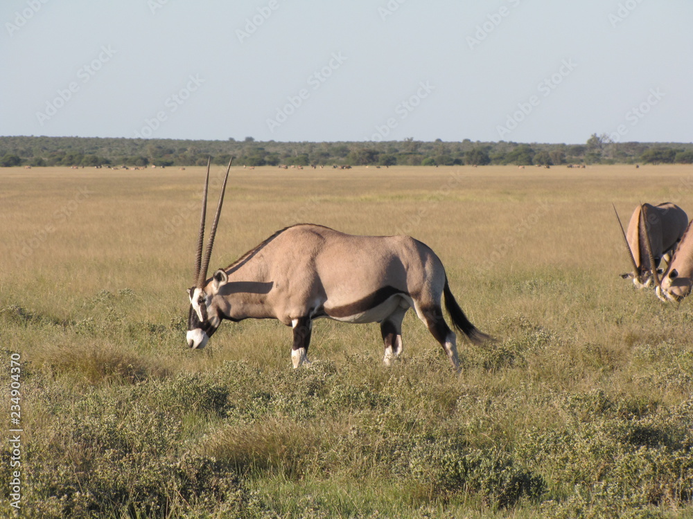 Fototapeta premium Afrika Tiere Natur