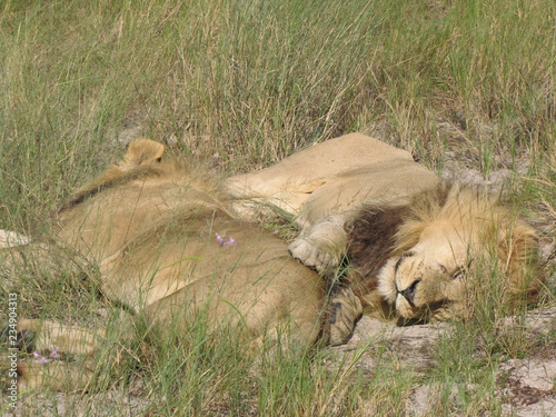 Afrika Tiere Natur photo