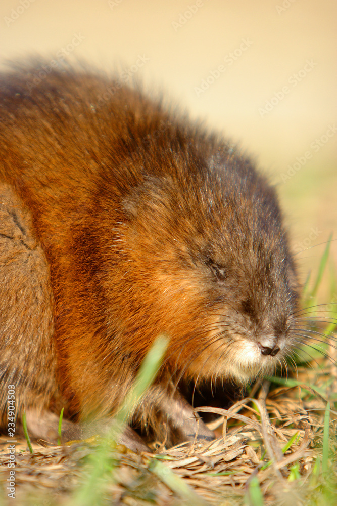 Single Muskrat rodent on a grassy Biebrza river wetlans during the early spring mating period Single Muskrat rodent on a grassy Biebrza river wetlans during the early spring mating period