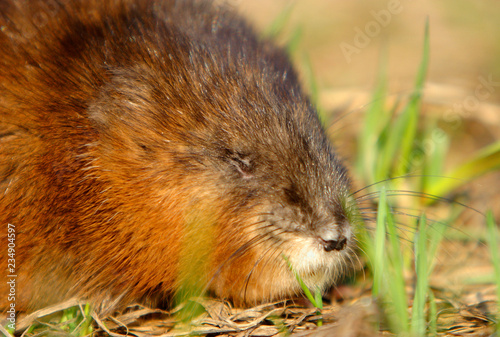 Single Muskrat rodent on a grassy Biebrza river wetlans during the early spring mating period © Art Media Factory