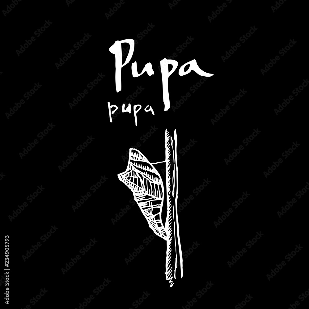 곤충 일러스트 / 손으로 그린 곤충 스케치