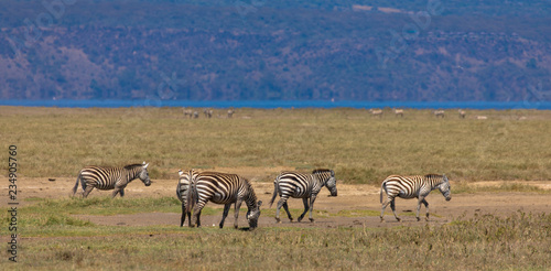 Zebraherde im Nakuru-Nationalpark
