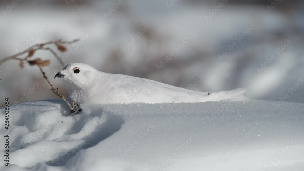 A White-tailed Ptarmigan in White Winter Plumage A White-tailed Ptarmigan in White Winter Plumage