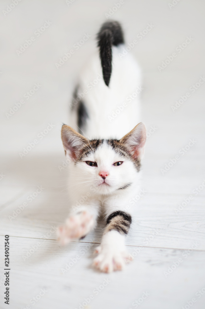 Fototapeta premium White kitten is stretched indoor