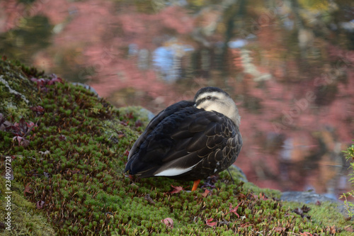 京都の紅葉