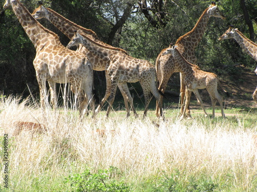 Fototapeta Naklejka Na Ścianę i Meble -  Afrika Tiere Natur