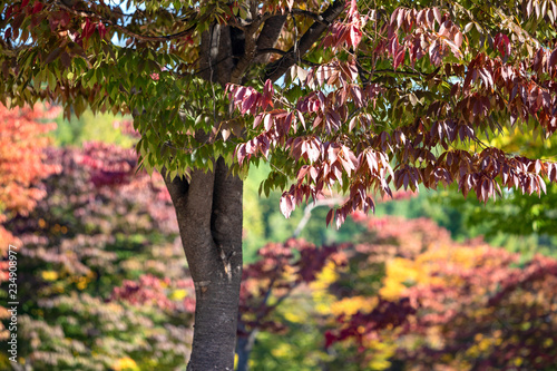 In autumn, tree leaves are changing its color from green to red or yellow depending on which kind of trees.