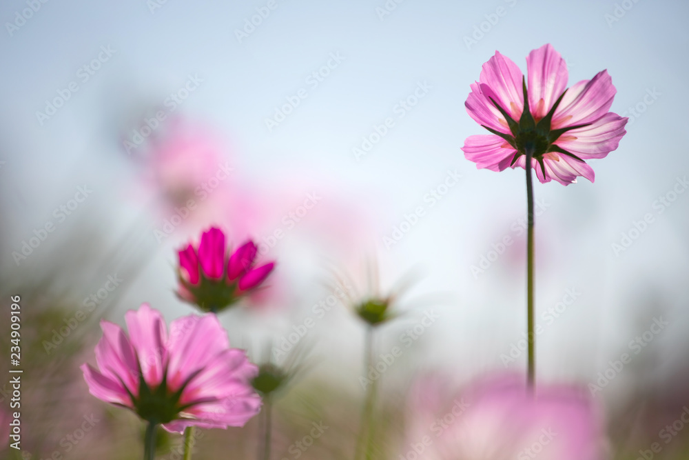 Colourful Cosmos flowers are blooming in the field when Autumn season is coming. It is very beautiful when blossom in the field. Colourful Cosmos flowers are blooming in the field when Autumn season is coming. It is very beautiful when blossom in the field.