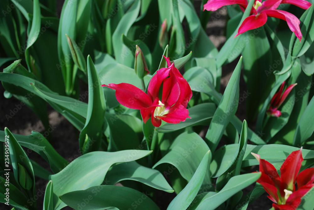Tulip Doll’s Minuet (Viridiflora Group) grown in the park. Spring time in Netherlands. Tulip Doll’s Minuet (Viridiflora Group) grown in the park. Spring time in Netherlands.