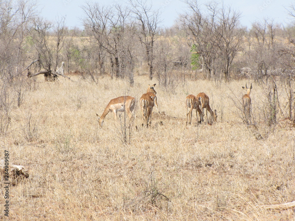 Naklejka premium Afrika Tiere Natur